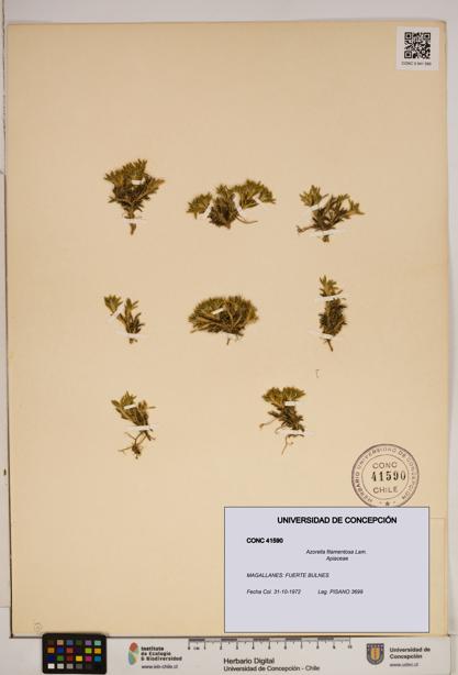 Azorella filamentosa [Espécimen: ]