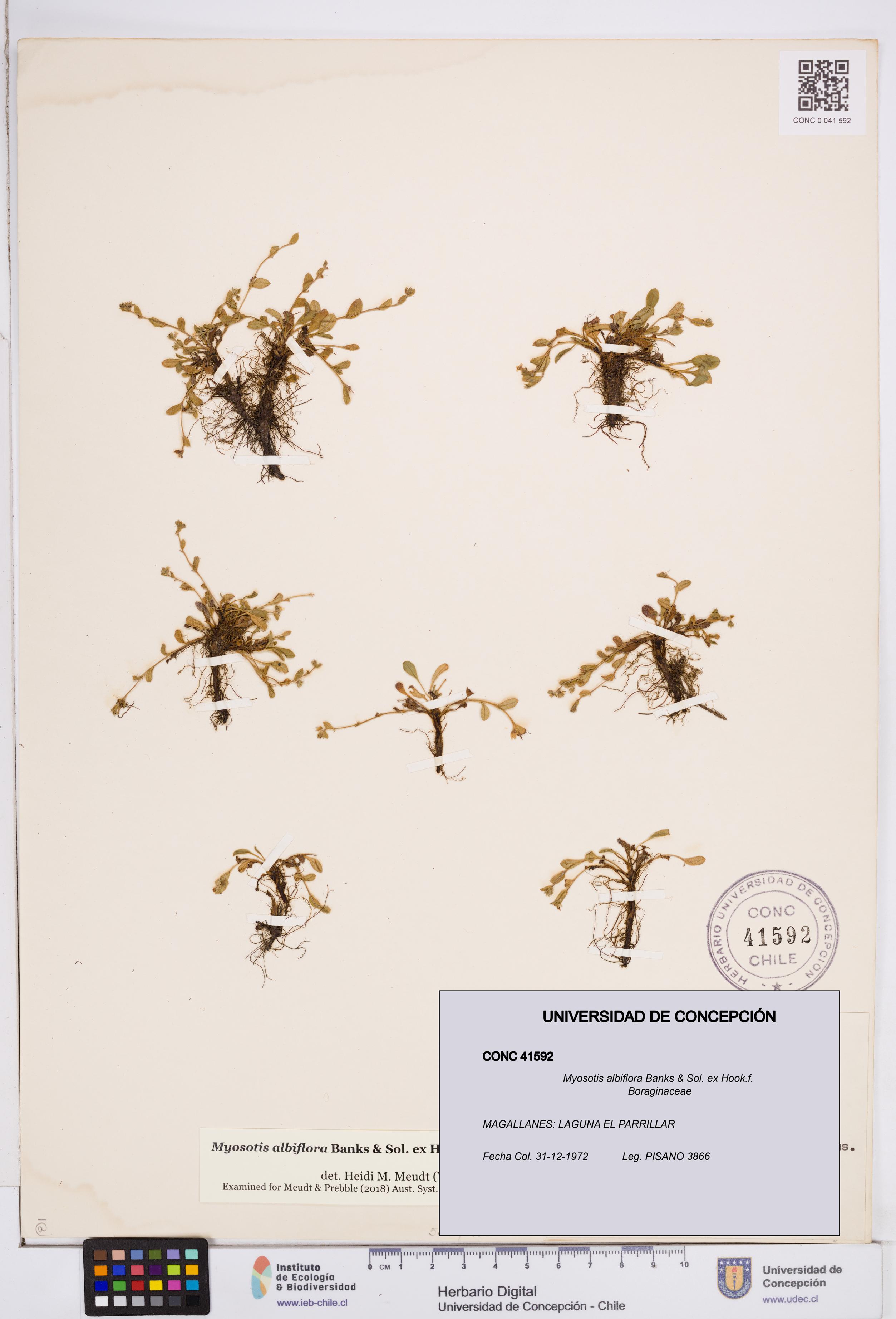 Myosotis albiflora [Espécimen: ]