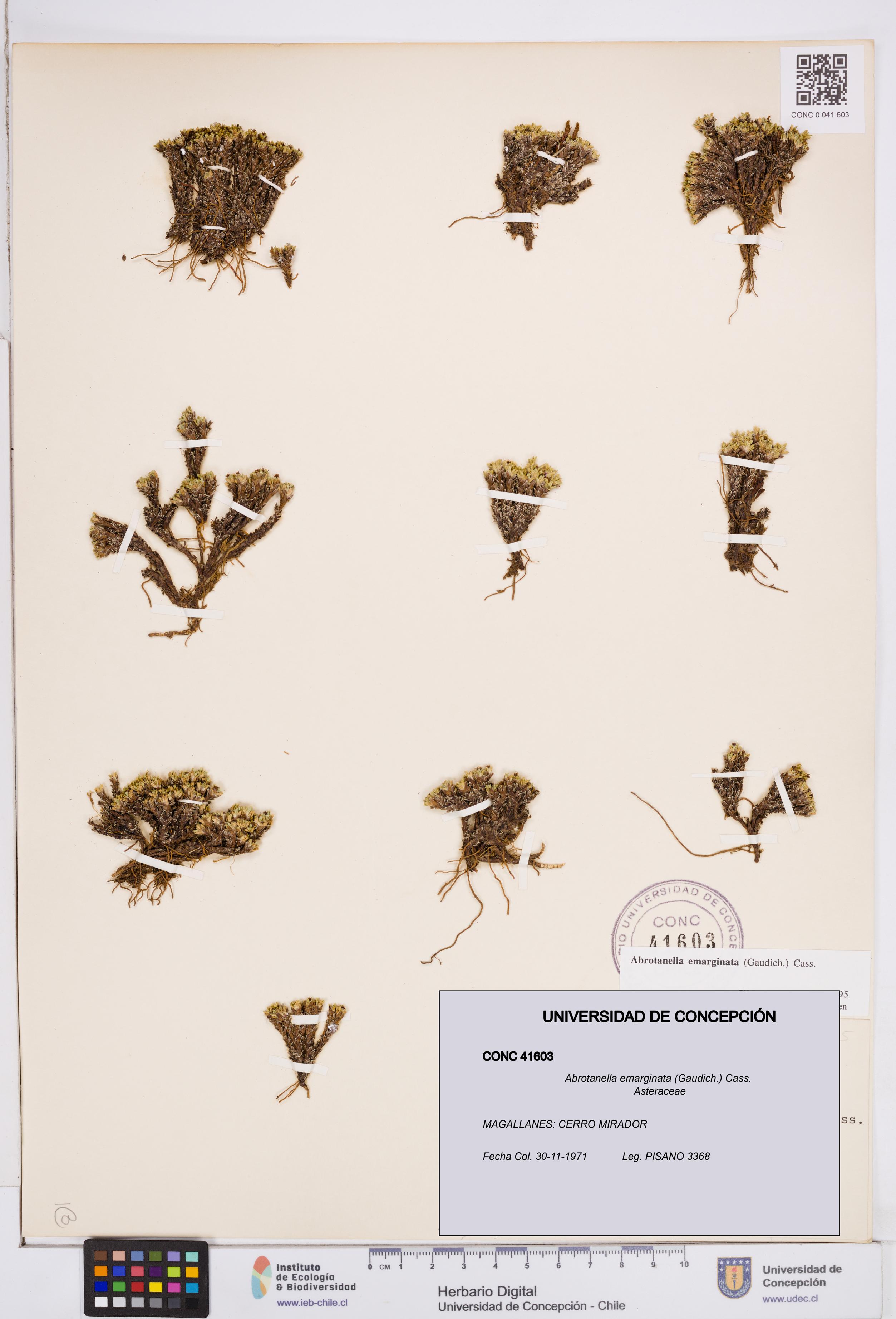 Abrotanella emarginata [Espécimen: ]