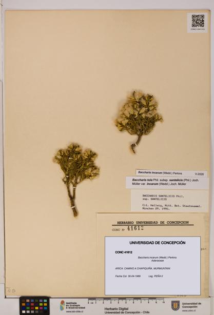 Baccharis incarum [Espécimen: UDEC:CONC:0041612]