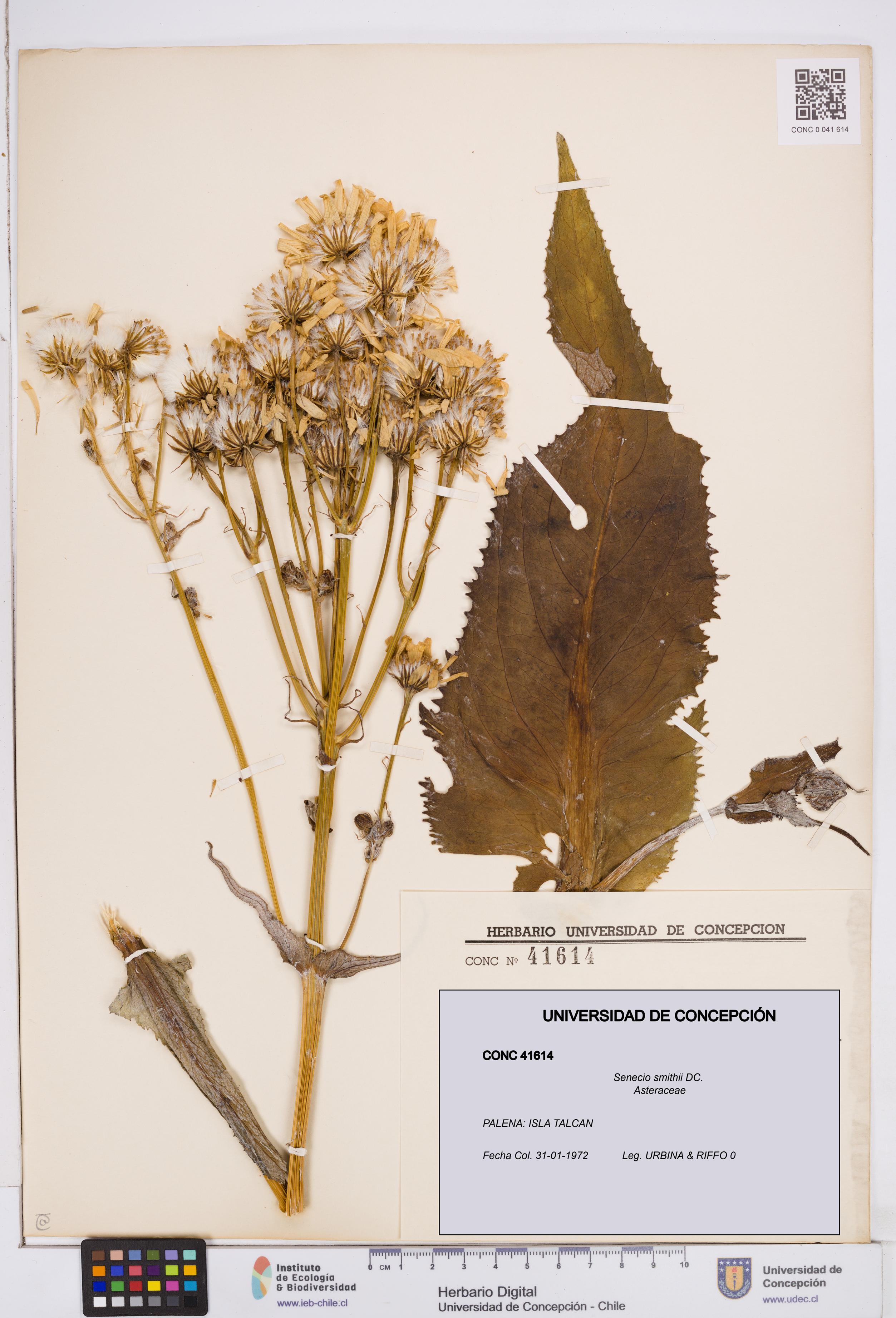Senecio smithii [Espécimen: ]
