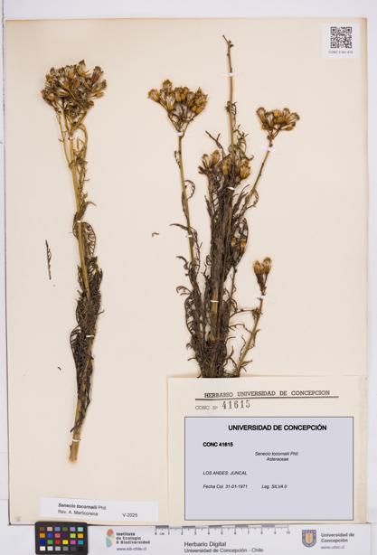 Senecio tocornalii [Espécimen: ]