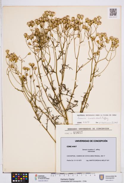 Senecio invalidus [Espécimen: ]
