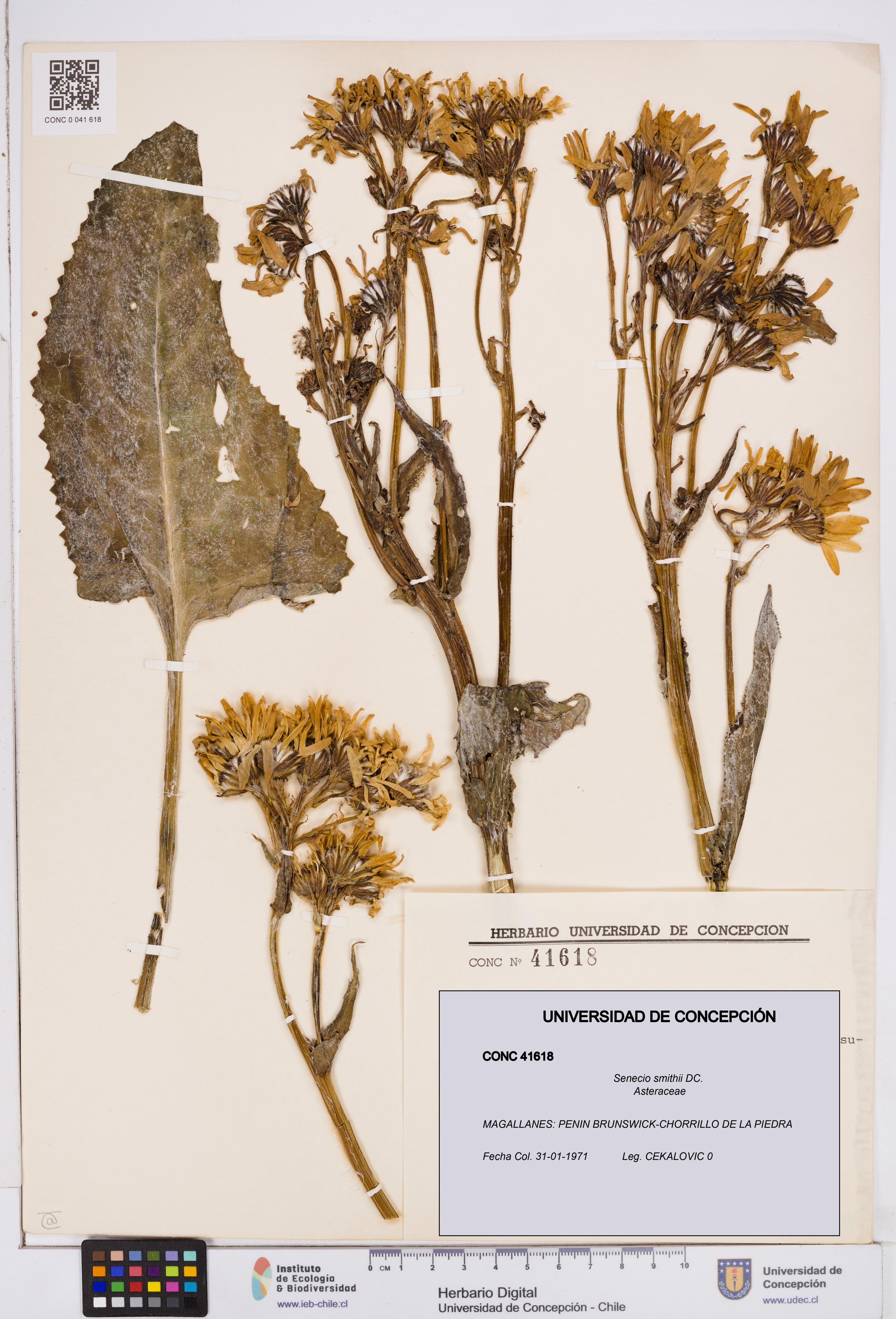 Senecio smithii [Espécimen: ]
