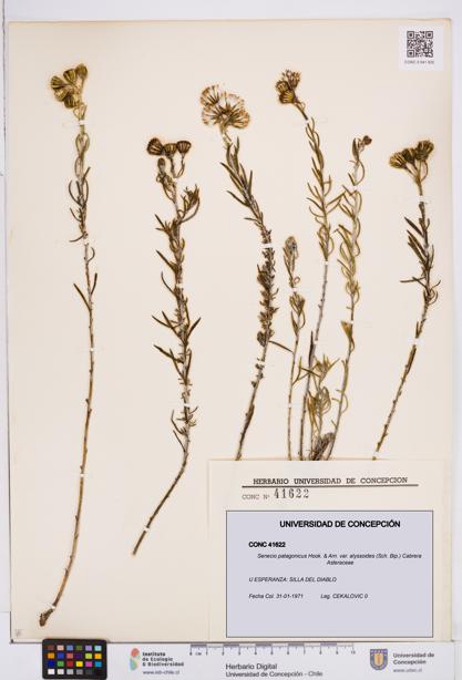 Senecio patagonicus var. alyssoides [Espécimen: ]