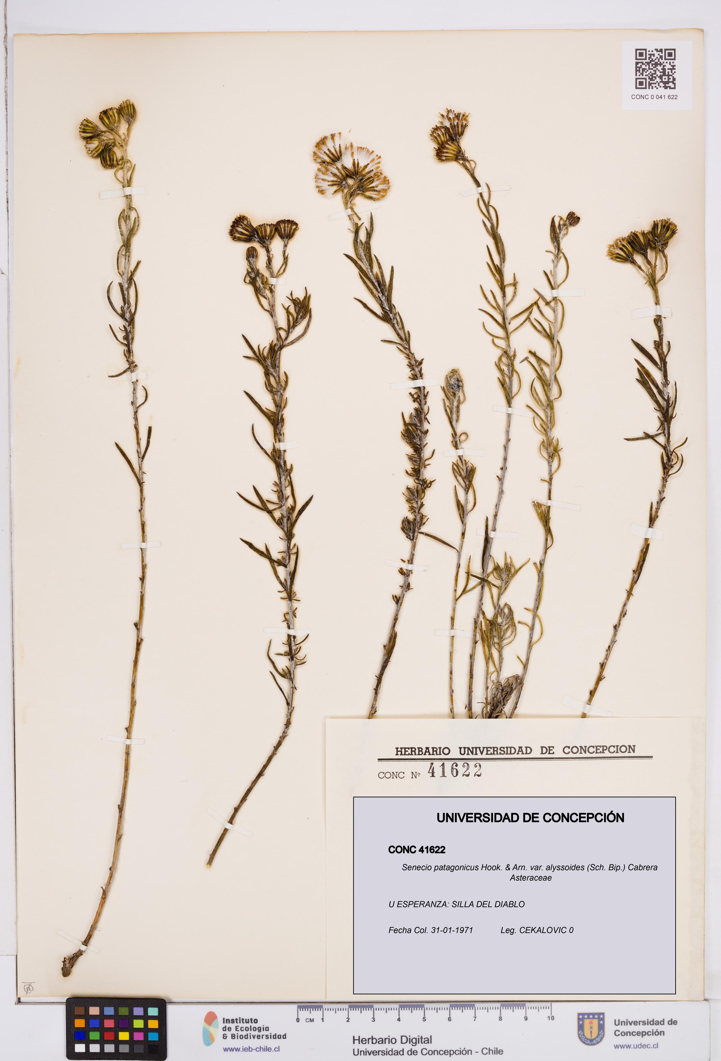 Senecio patagonicus var. alyssoides [Espécimen: ]