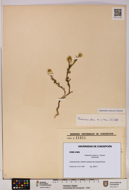 Cladanthus mixtus [Espécimen: UDEC:CONC:0041624]