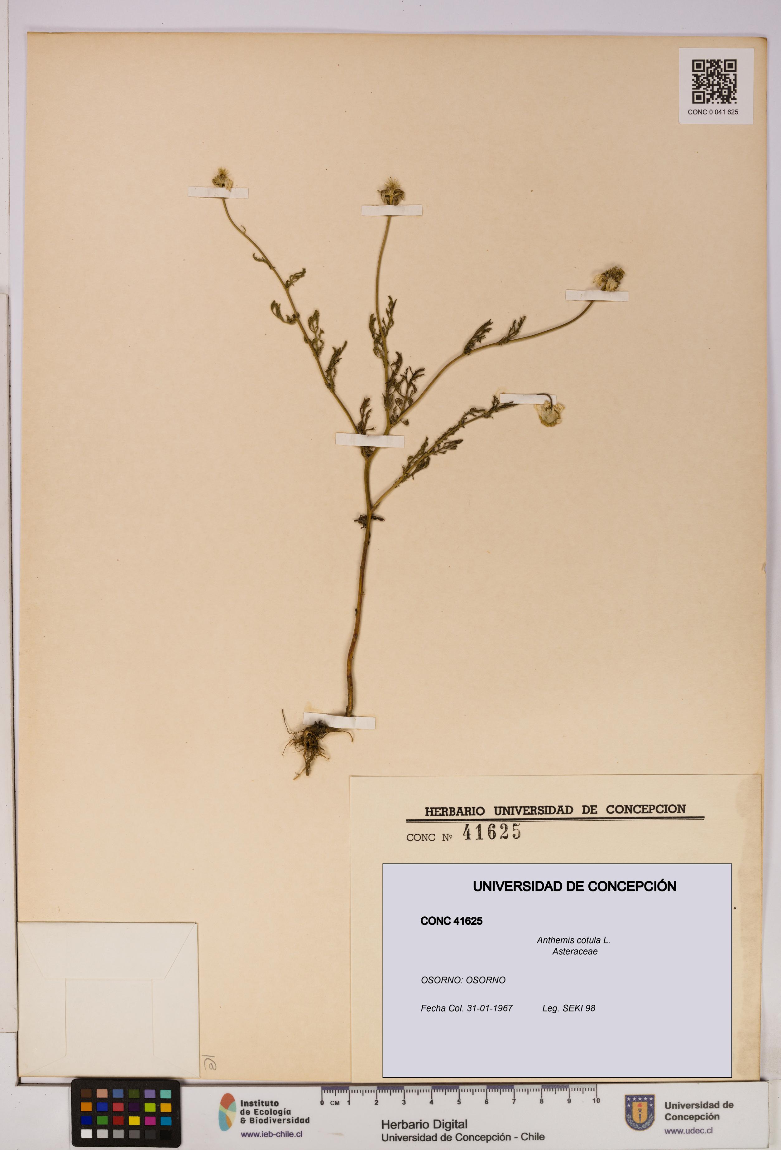 Anthemis cotula [Espécimen: UDEC:CONC:0041625]