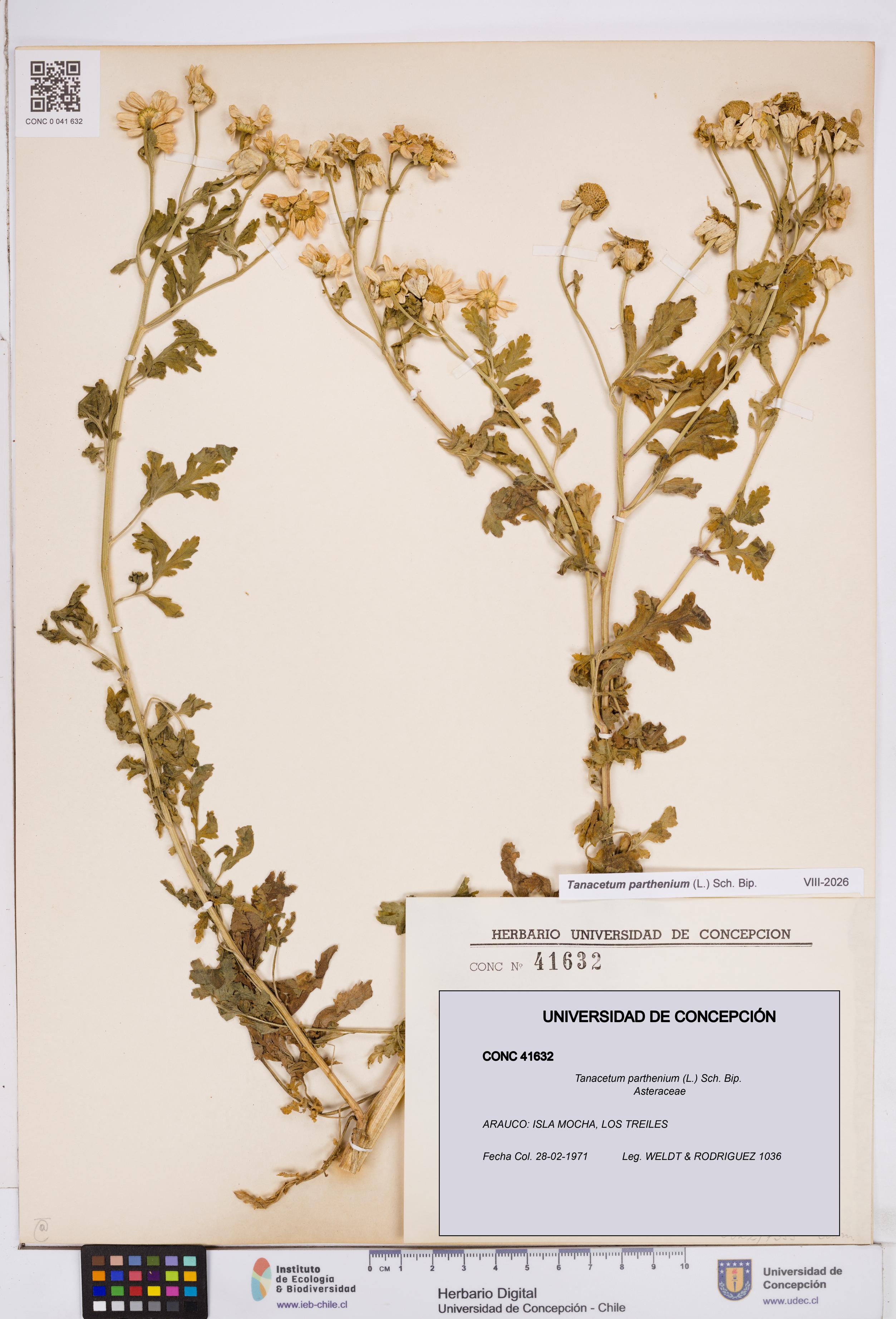 Tanacetum parthenium [Espécimen: ]