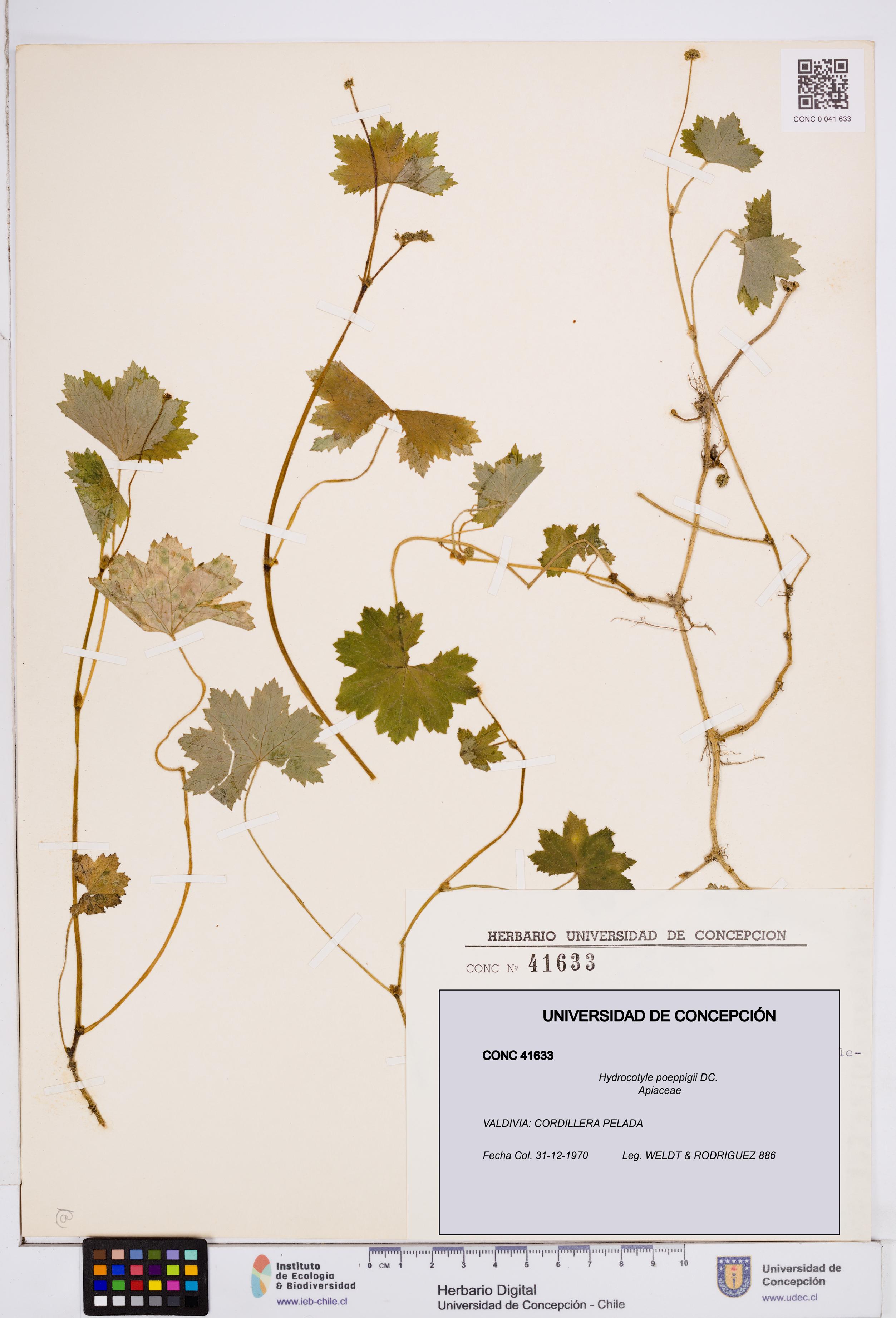 Hydrocotyle poeppigii [Espécimen: ]