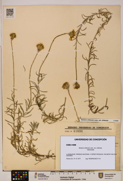 Senecio chilensis var. chilensis [Espécimen: UDEC:CONC:0041636]