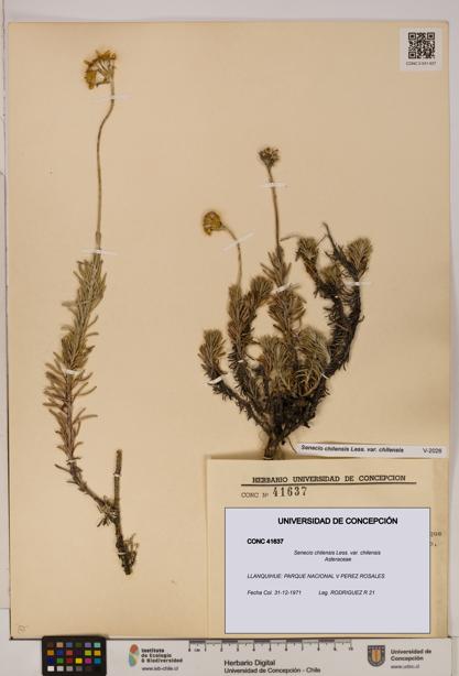 Senecio chilensis var. chilensis [Espécimen: UDEC:CONC:0041637]