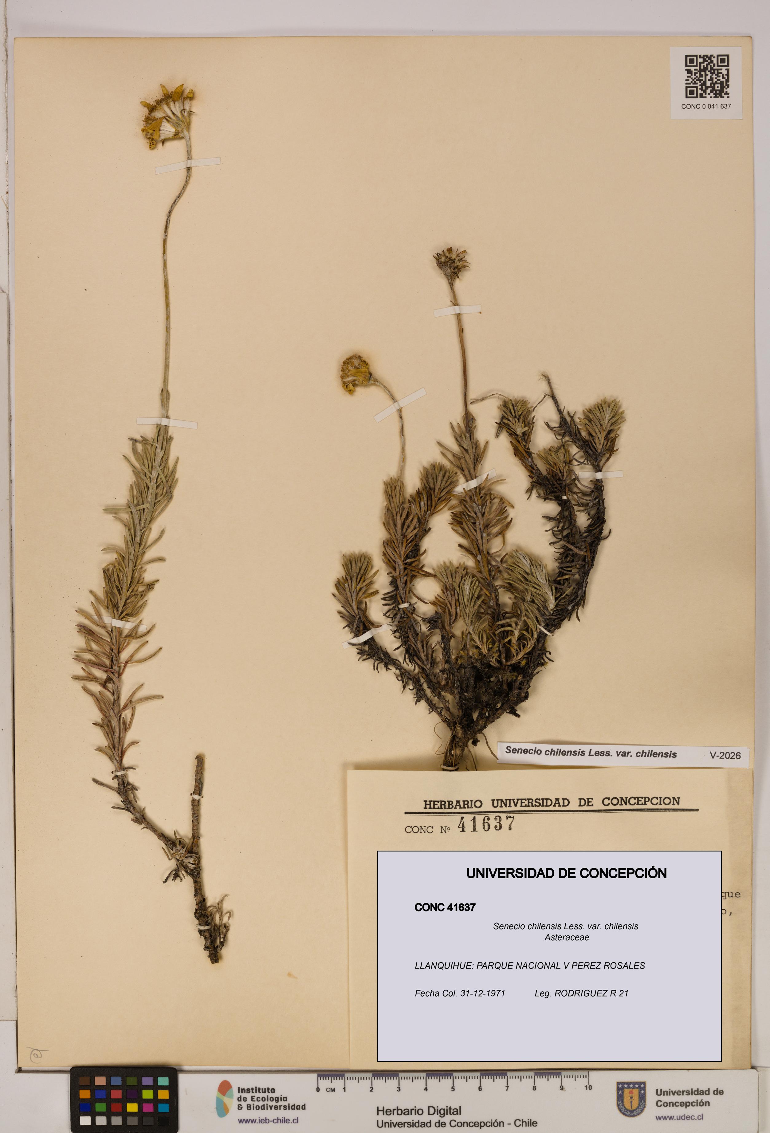 Senecio chilensis var. chilensis [Espécimen: UDEC:CONC:0041637]