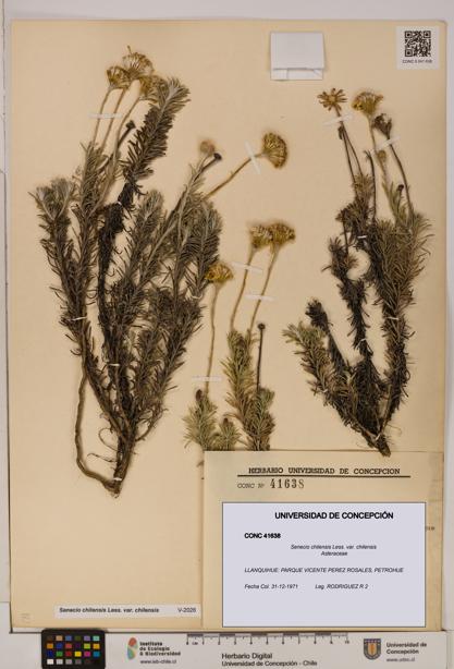 Senecio chilensis var. chilensis [Espécimen: UDEC:CONC:0041638]