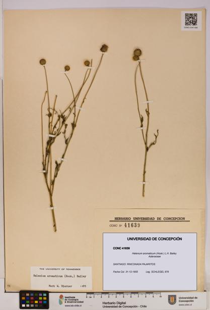 Helenium aromaticum [Espécimen: UDEC:CONC:0041639]