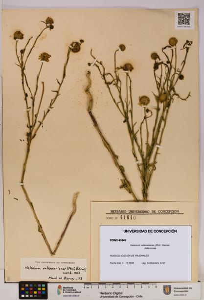 Helenium vallenariense [Espécimen: UDEC:CONC:0041640]