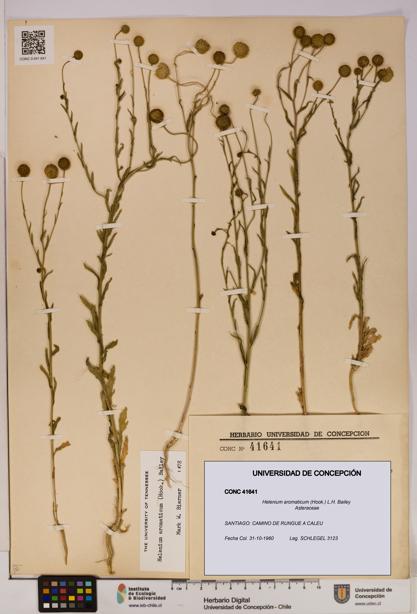 Helenium aromaticum [Espécimen: UDEC:CONC:0041641]