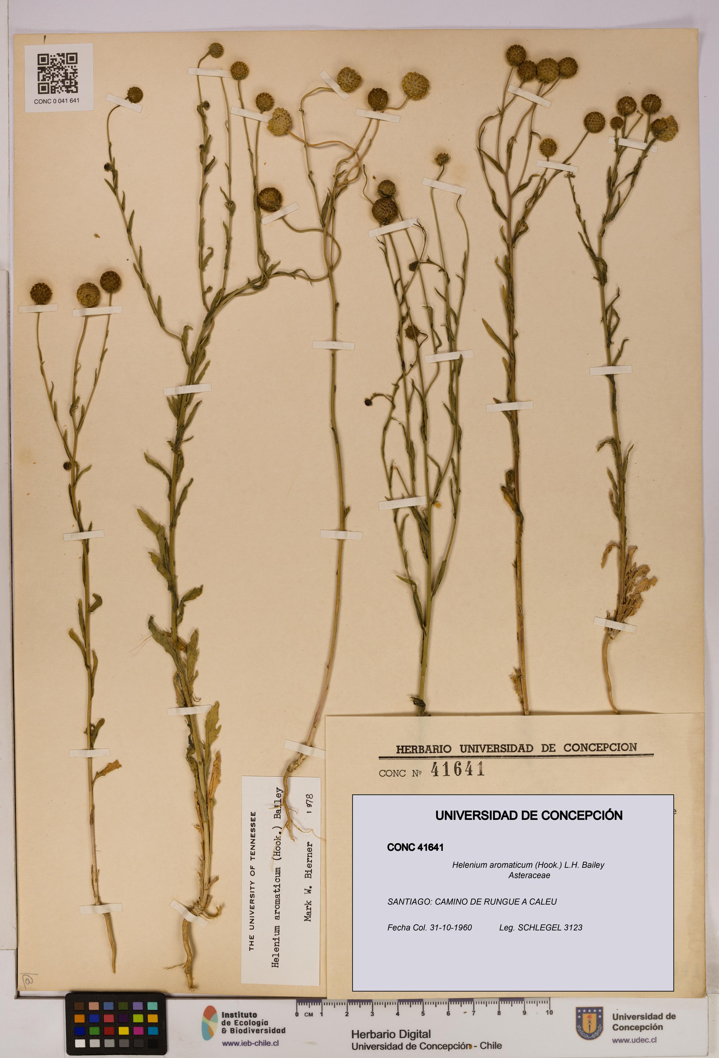 Helenium aromaticum [Espécimen: UDEC:CONC:0041641]