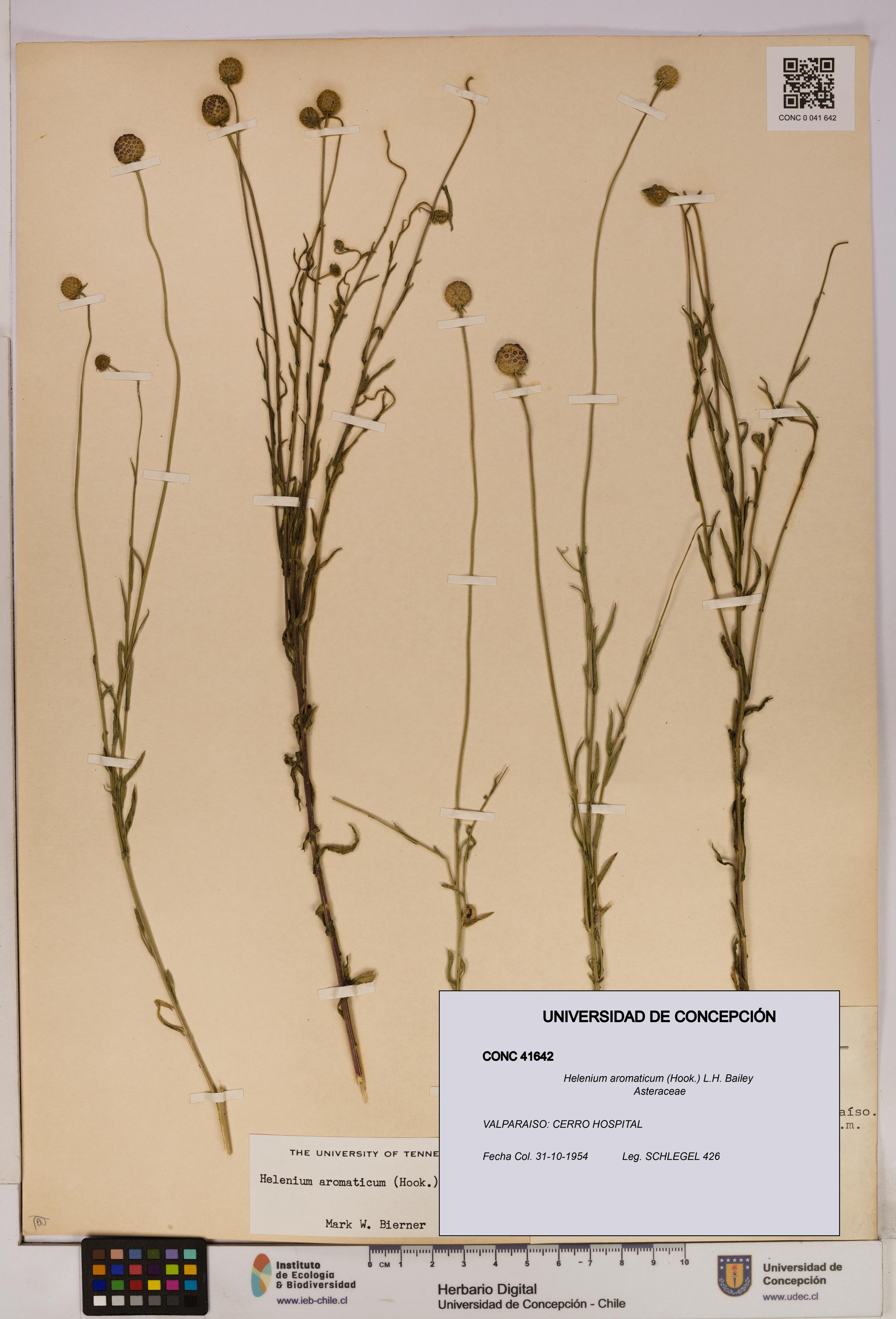 Helenium aromaticum [Espécimen: UDEC:CONC:0041642]