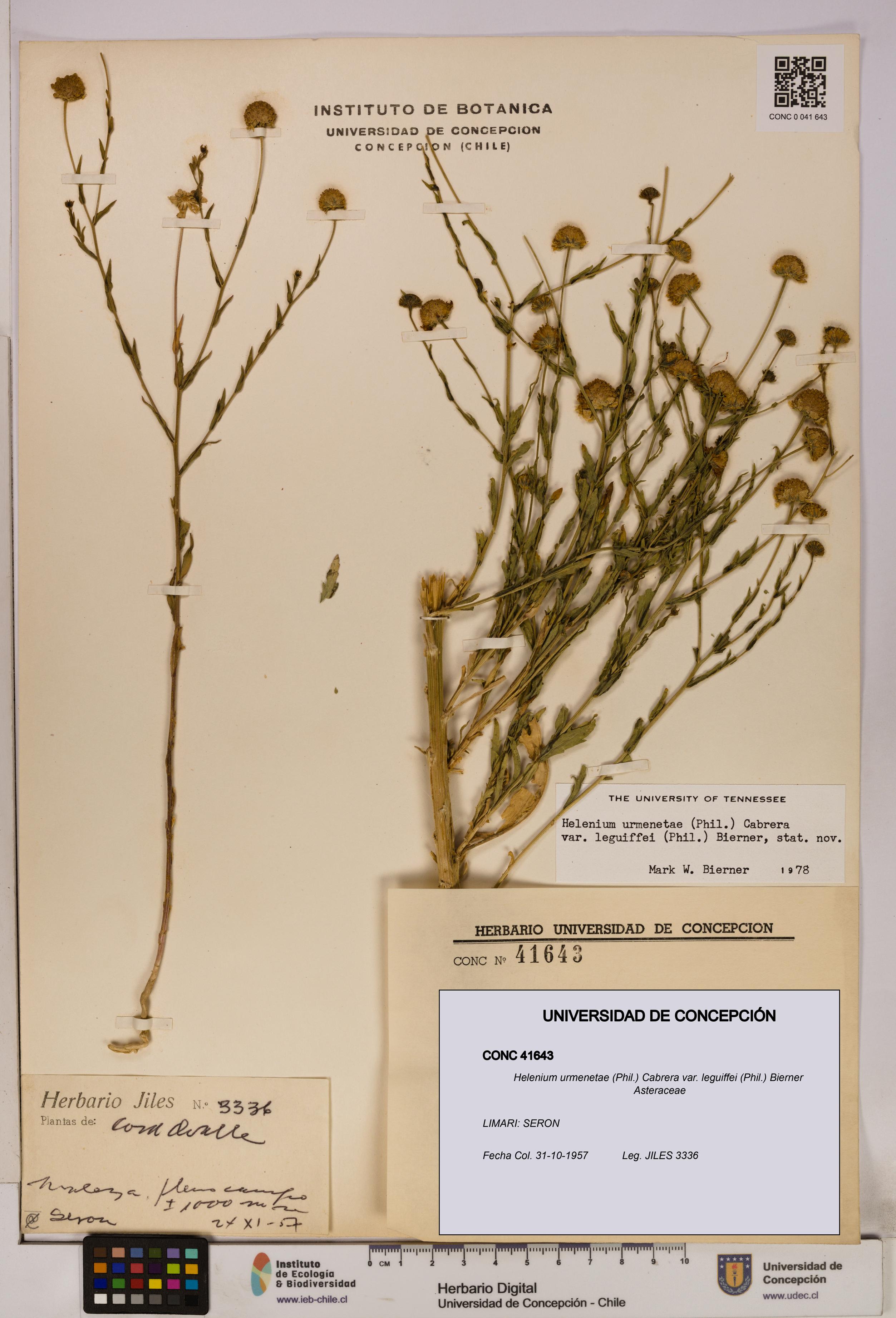 Helenium urmenetae var. leguiffei [Espécimen: UDEC:CONC:0041643]