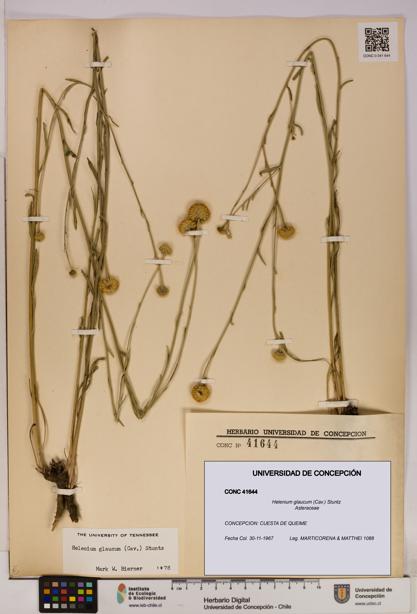 Helenium glaucum [Espécimen: UDEC:CONC:0041644]