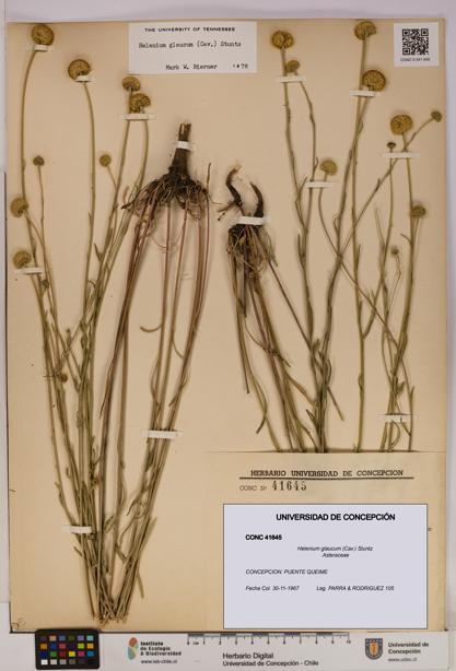 Helenium glaucum [Espécimen: UDEC:CONC:0041645]