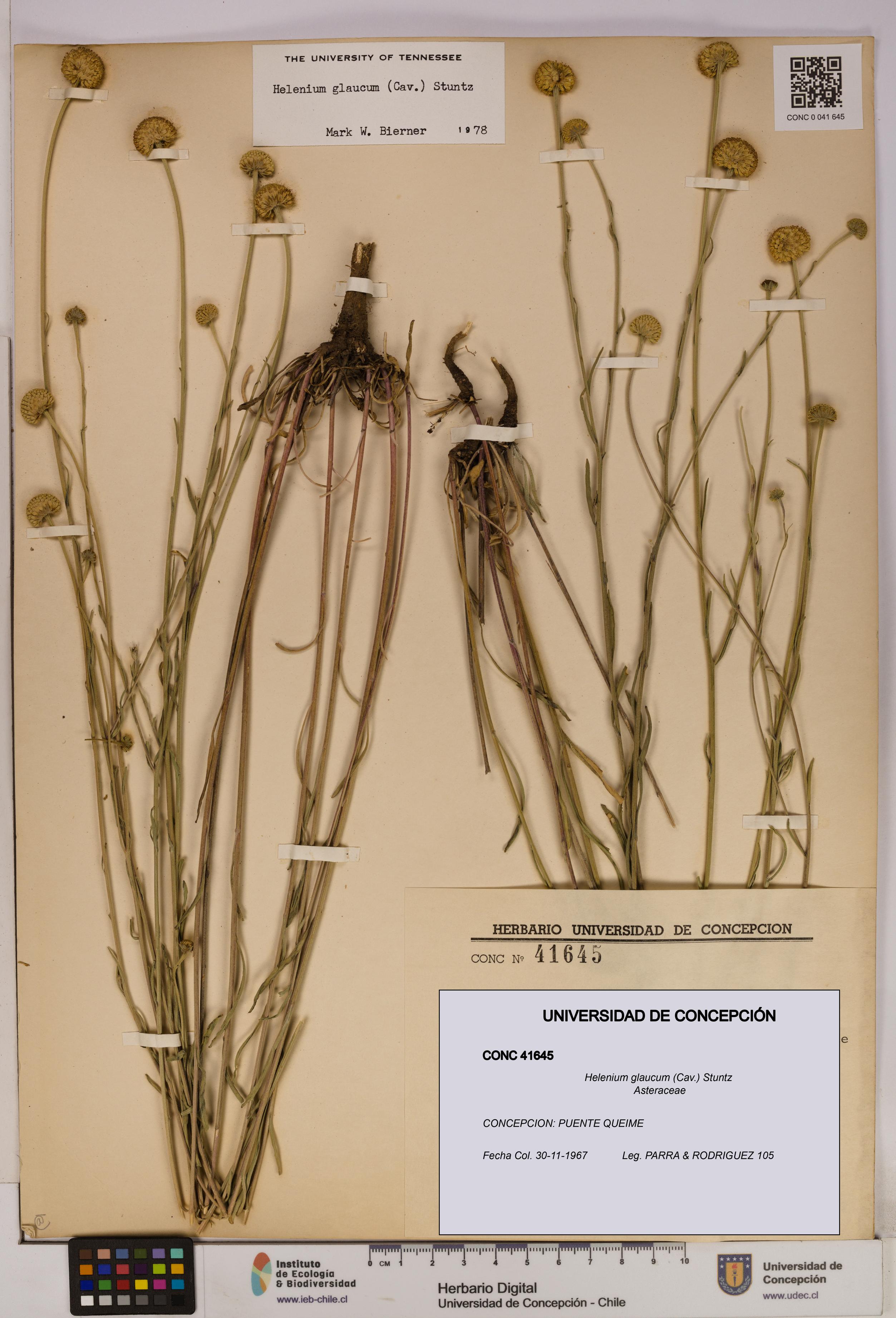 Helenium glaucum [Espécimen: UDEC:CONC:0041645]