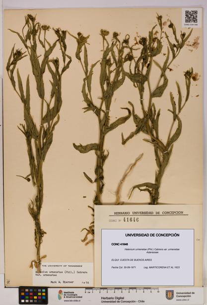 Helenium urmenetae var. urmenetae [Espécimen: UDEC:CONC:0041646]