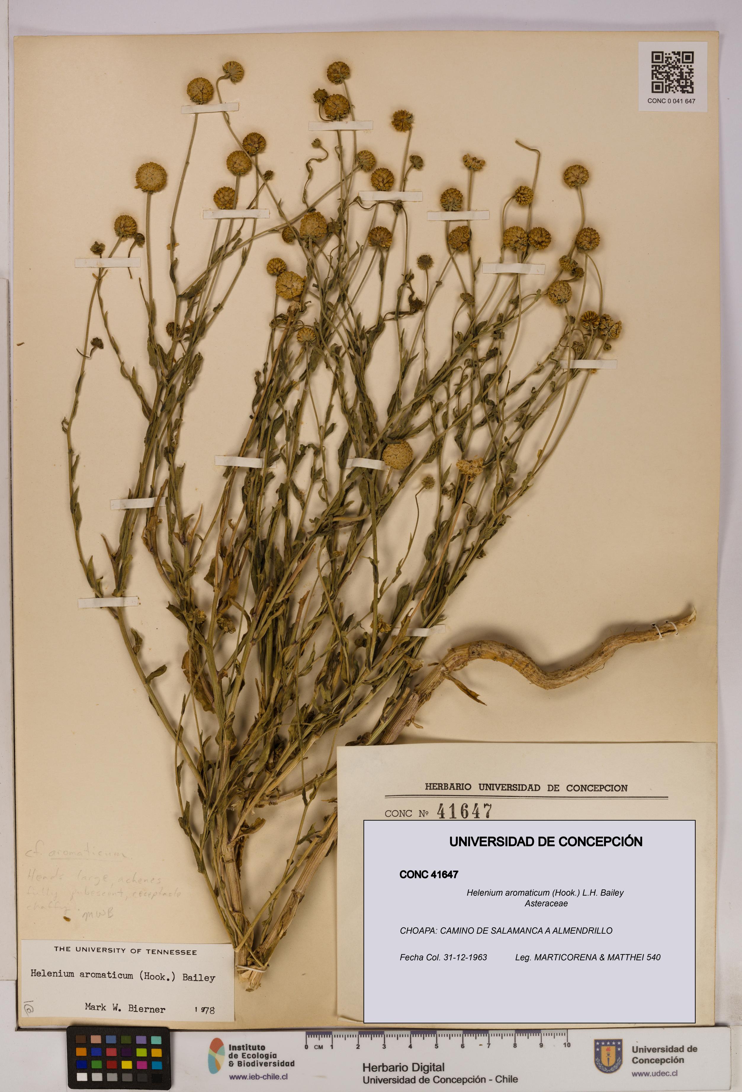 Helenium aromaticum [Espécimen: UDEC:CONC:0041647]