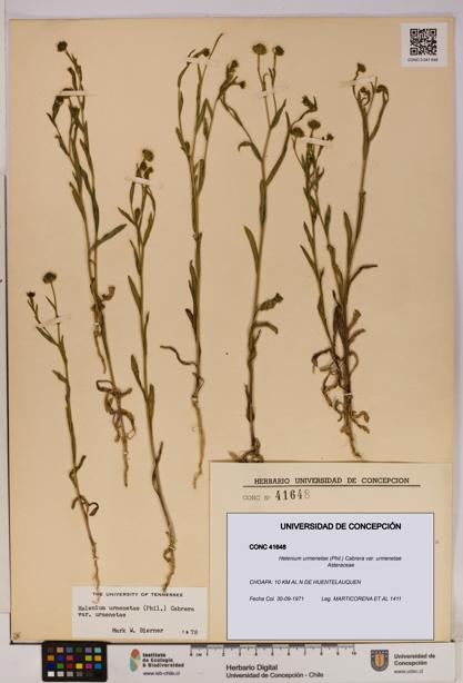 Helenium urmenetae var. urmenetae [Espécimen: UDEC:CONC:0041648]