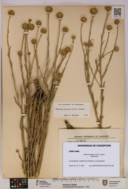 Helenium glaucum [Espécimen: UDEC:CONC:0041649]