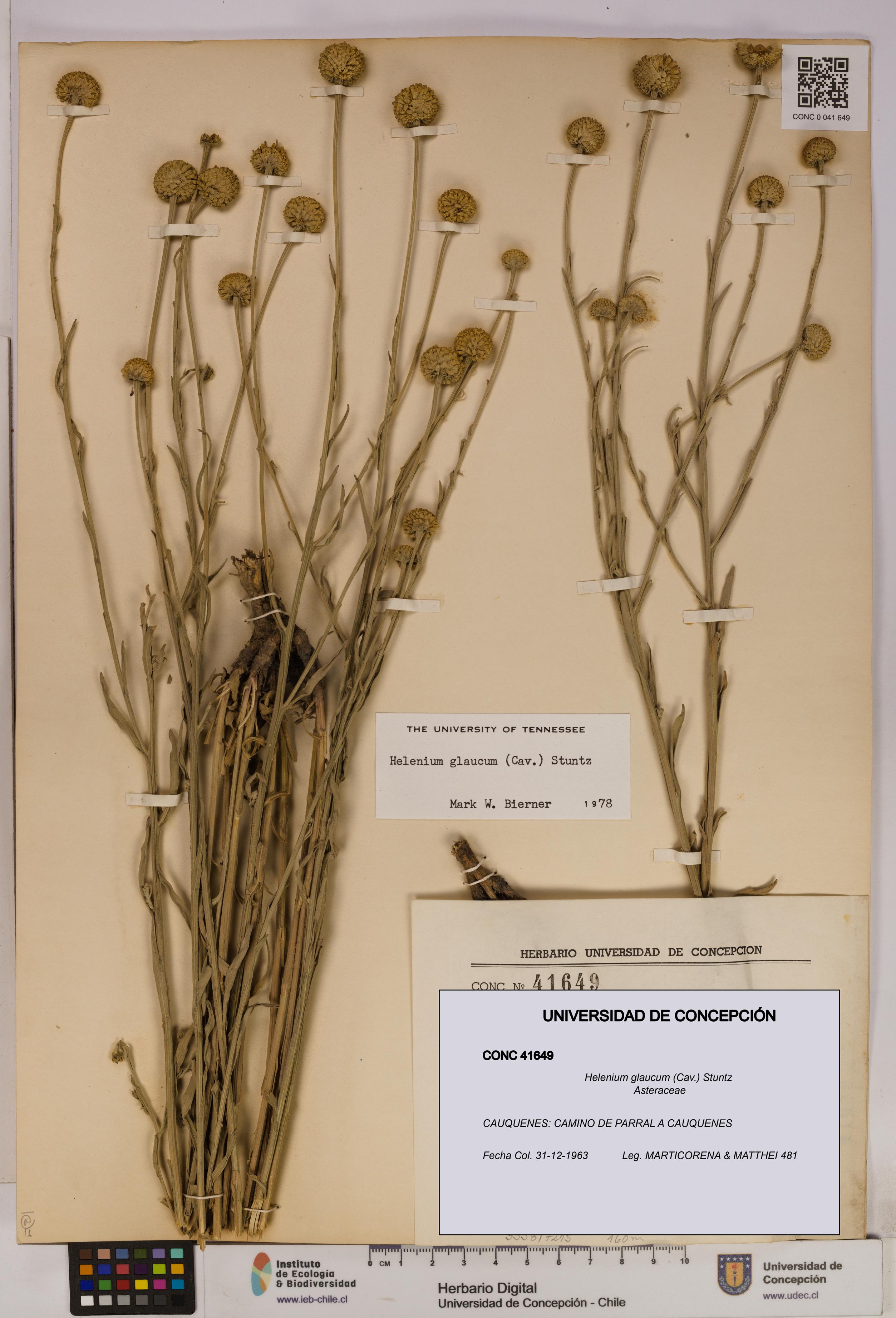 Helenium glaucum [Espécimen: UDEC:CONC:0041649]