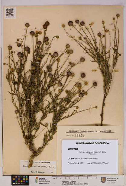 Helenium aromaticum [Espécimen: UDEC:CONC:0041650]