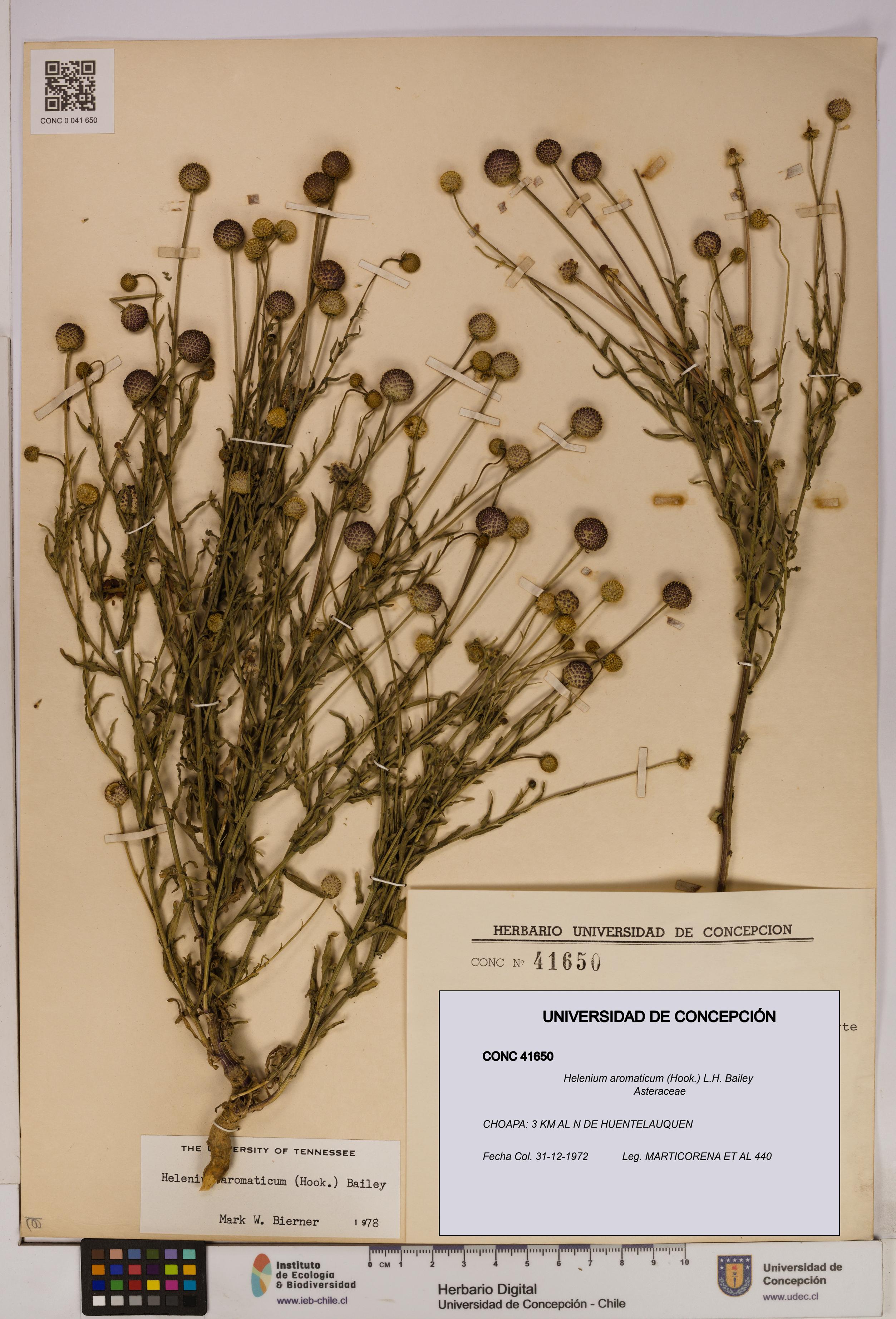 Helenium aromaticum [Espécimen: UDEC:CONC:0041650]