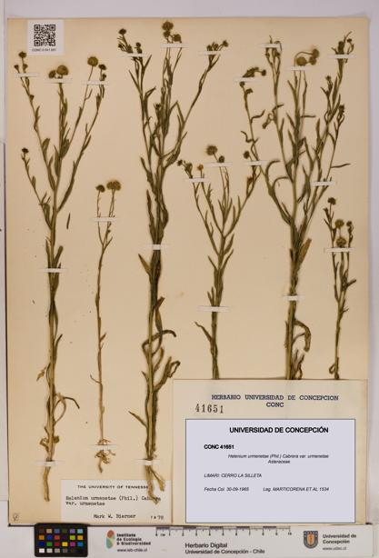 Helenium urmenetae var. urmenetae [Espécimen: UDEC:CONC:0041651]