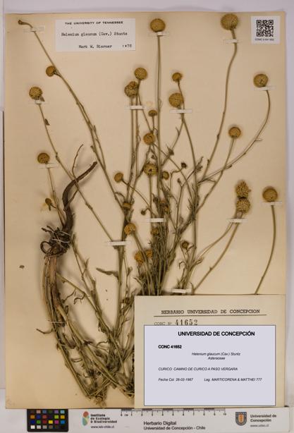 Helenium glaucum [Espécimen: UDEC:CONC:0041652]