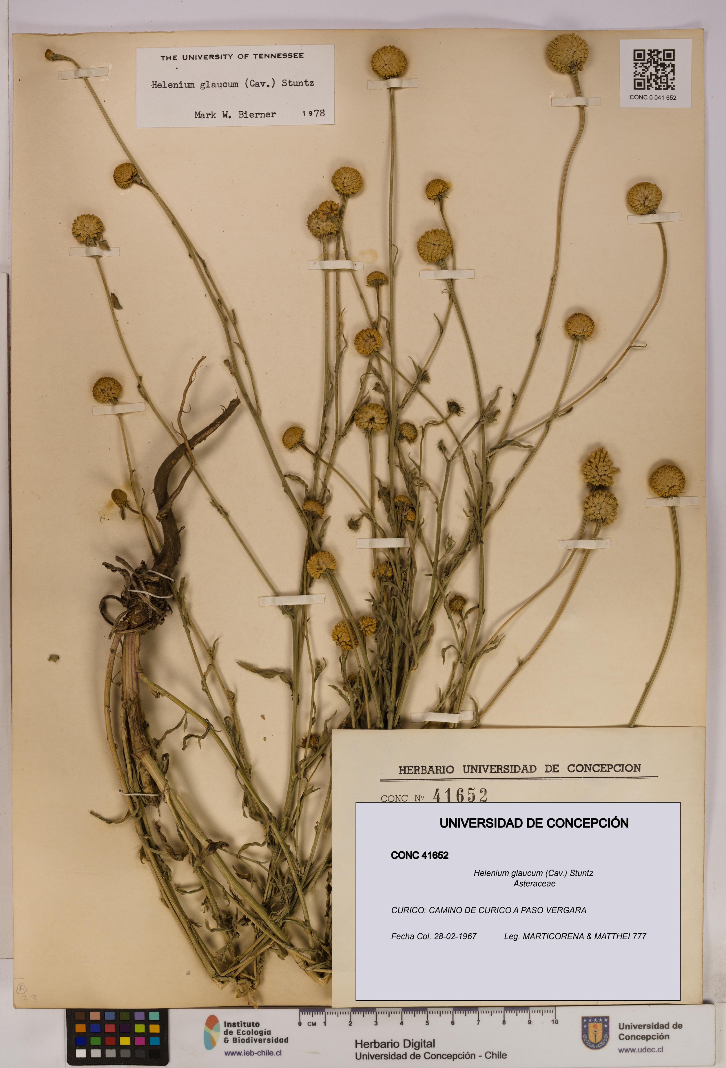 Helenium glaucum [Espécimen: UDEC:CONC:0041652]