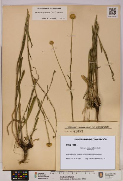 Helenium glaucum [Espécimen: UDEC:CONC:0041653]