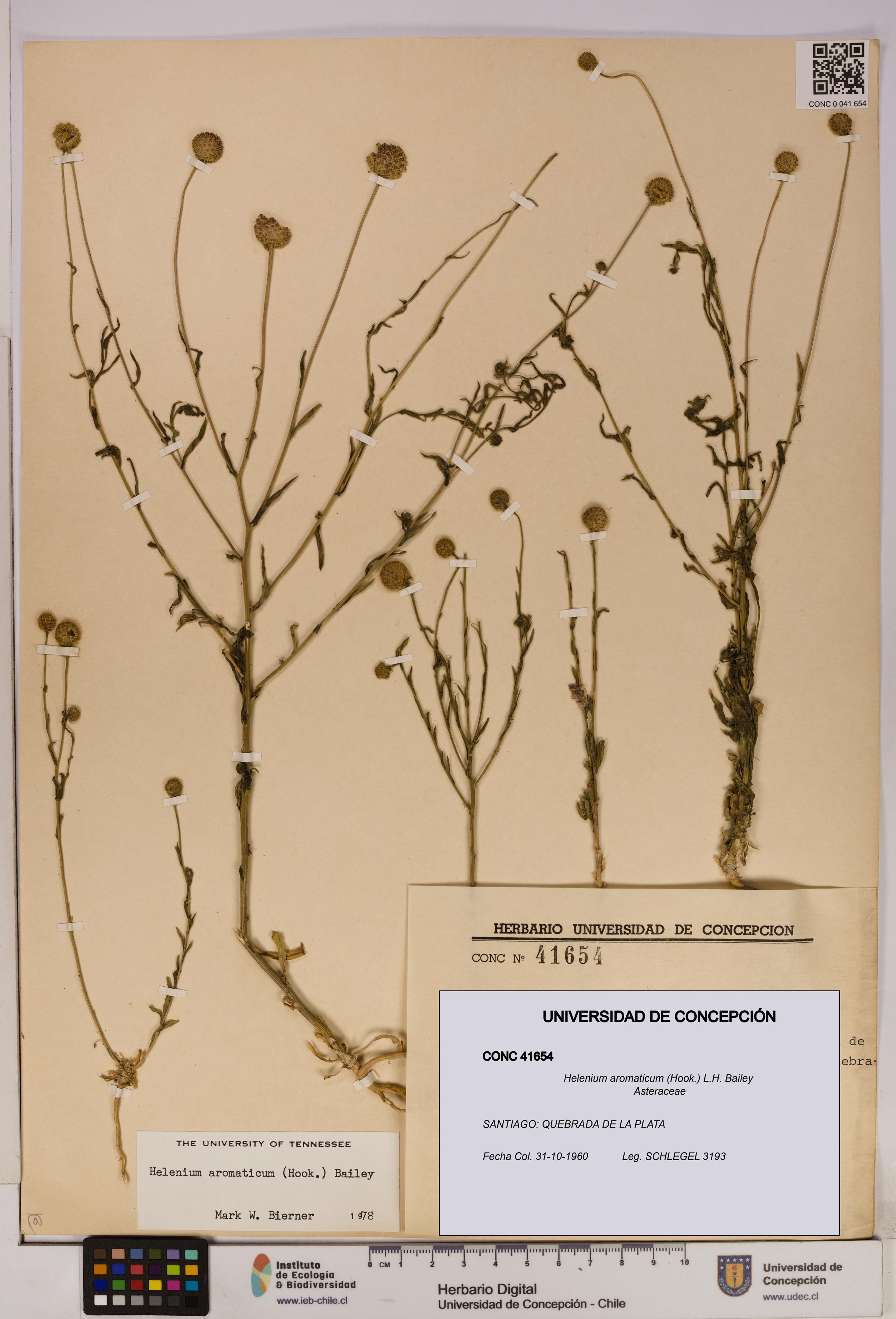 Helenium aromaticum [Espécimen: UDEC:CONC:0041654]