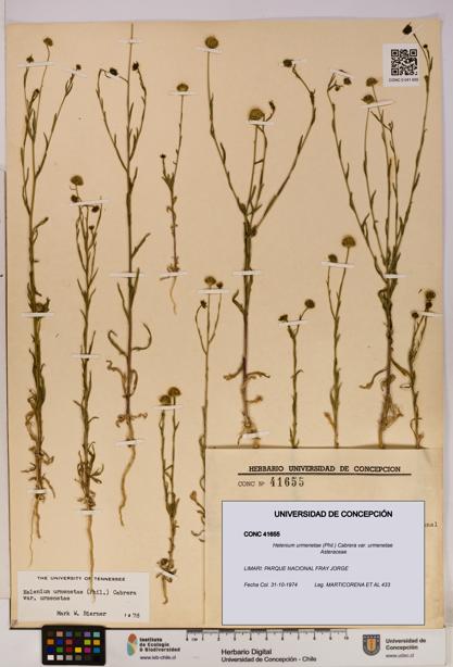 Helenium urmenetae var. urmenetae [Espécimen: UDEC:CONC:0041655]