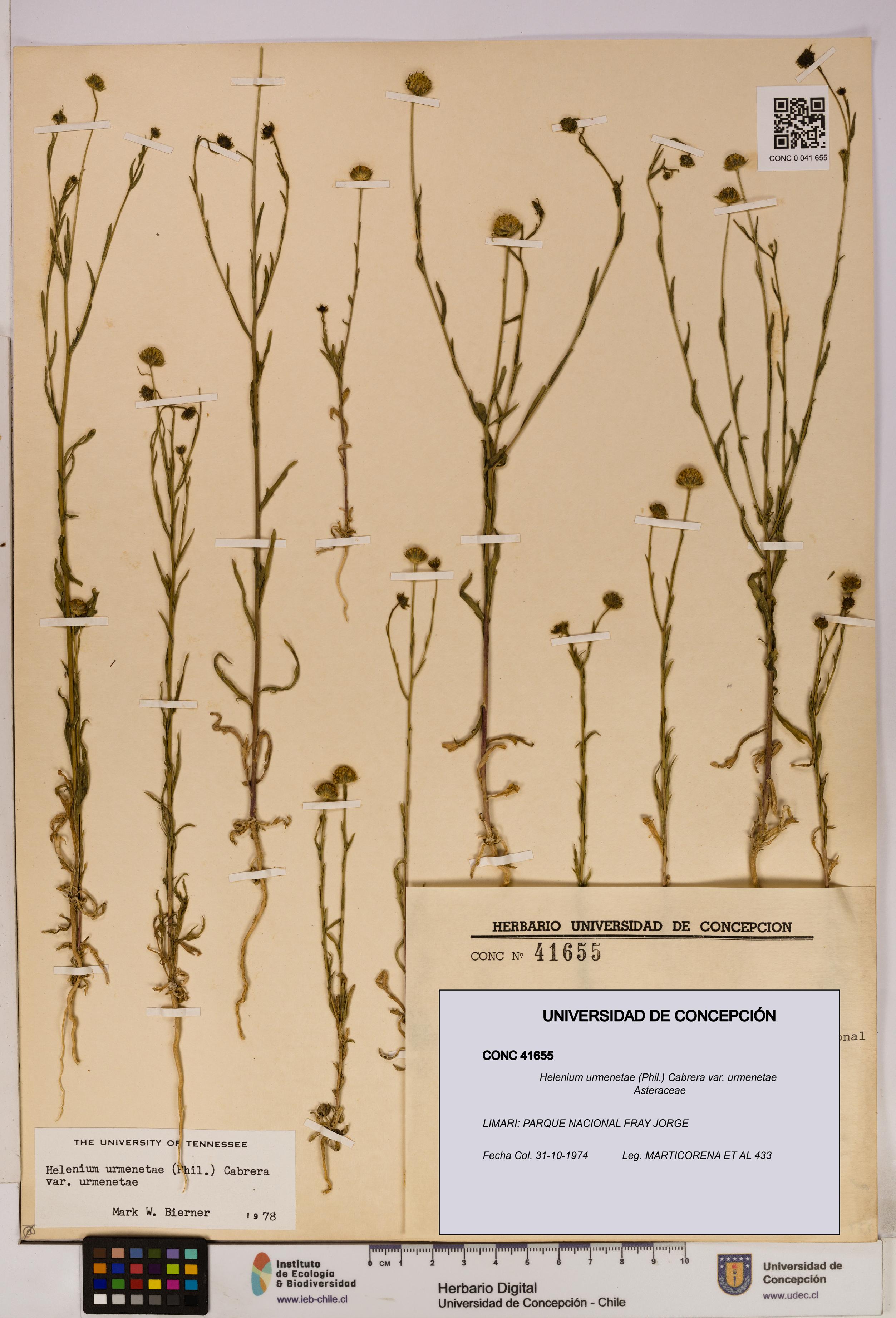 Helenium urmenetae var. urmenetae [Espécimen: UDEC:CONC:0041655]