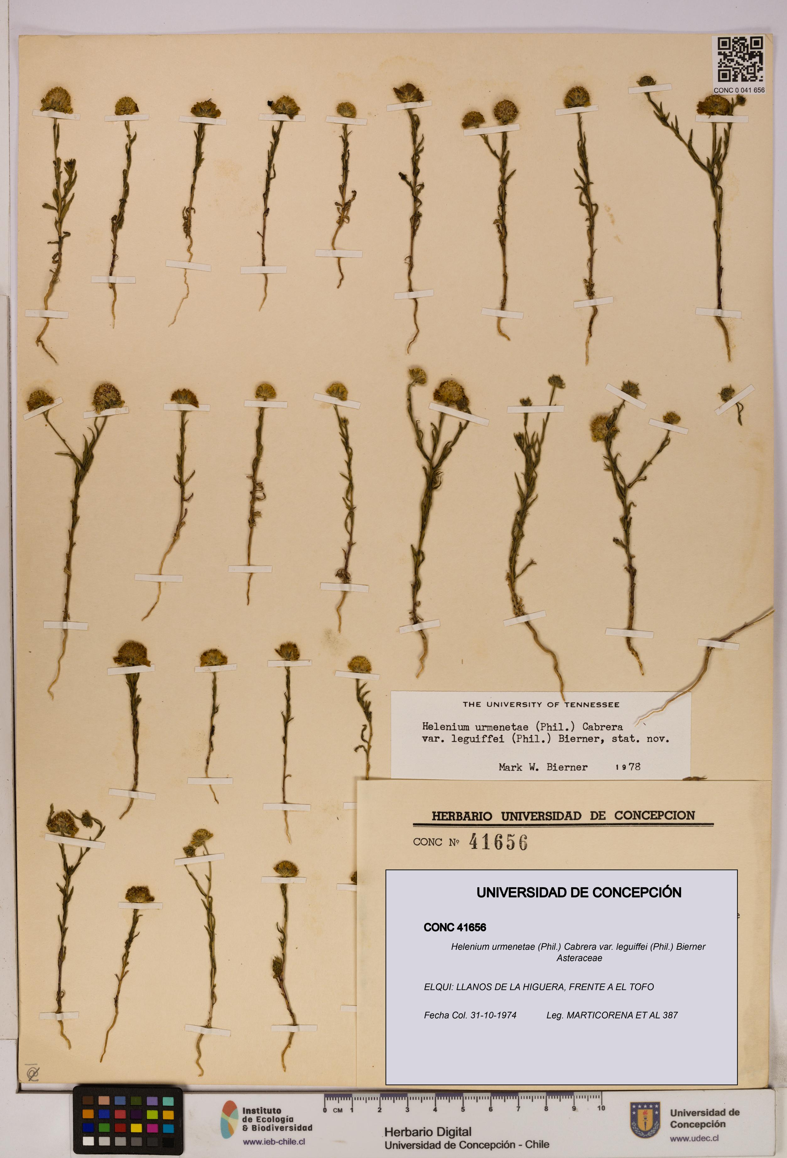 Helenium urmenetae var. leguiffei [Espécimen: UDEC:CONC:0041656]