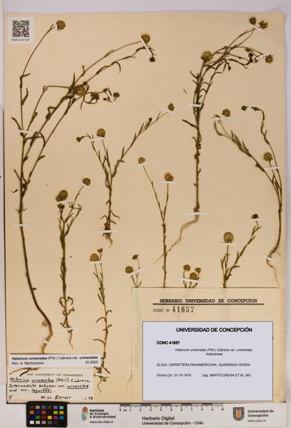 Helenium urmenetae var. urmenetae [Espécimen: UDEC:CONC:0041657]