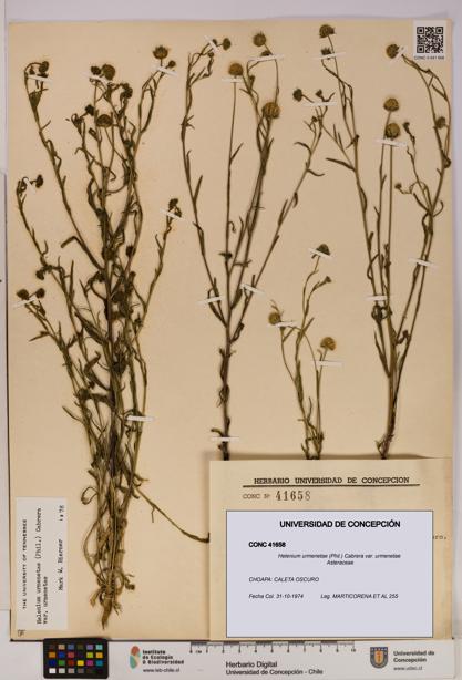 Helenium urmenetae var. urmenetae [Espécimen: UDEC:CONC:0041658]