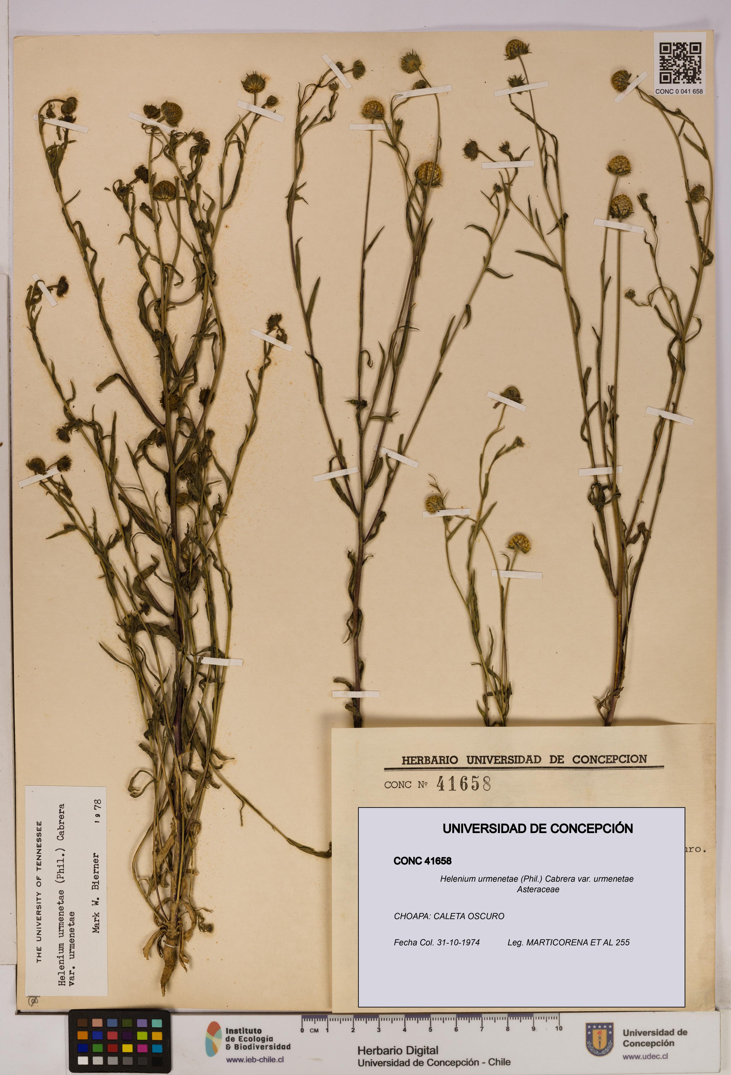 Helenium urmenetae var. urmenetae [Espécimen: UDEC:CONC:0041658]