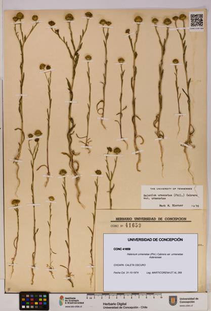 Helenium urmenetae var. urmenetae [Espécimen: UDEC:CONC:0041659]