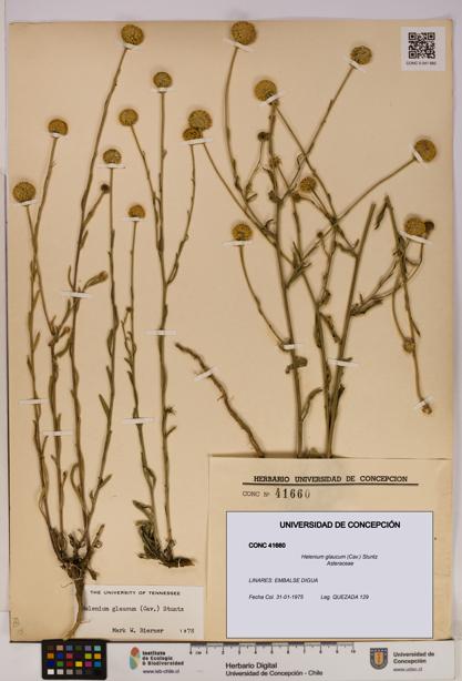 Helenium glaucum [Espécimen: UDEC:CONC:0041660]