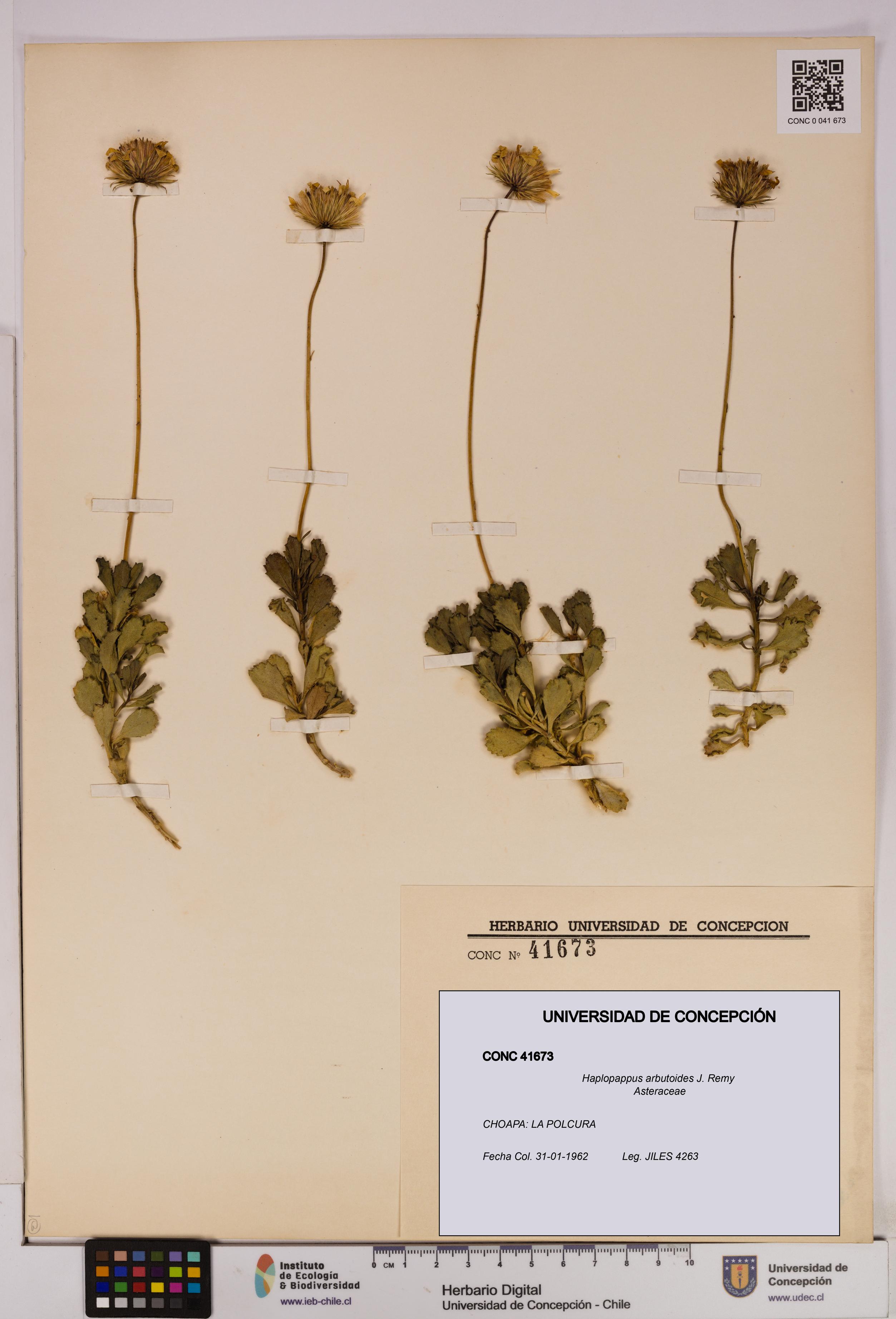 Haplopappus arbutoides [Espécimen: UDEC:CONC:0041673]