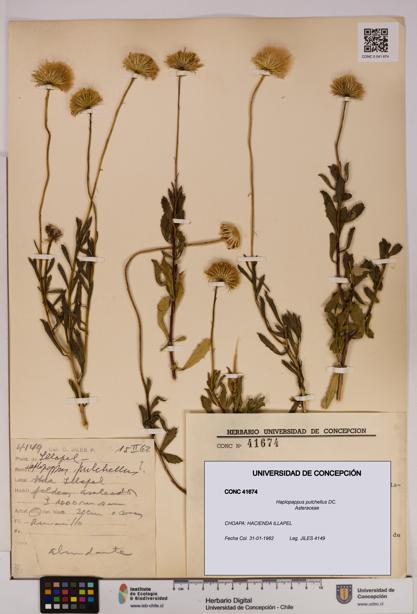 Haplopappus pulchellus [Espécimen: UDEC:CONC:0041674]