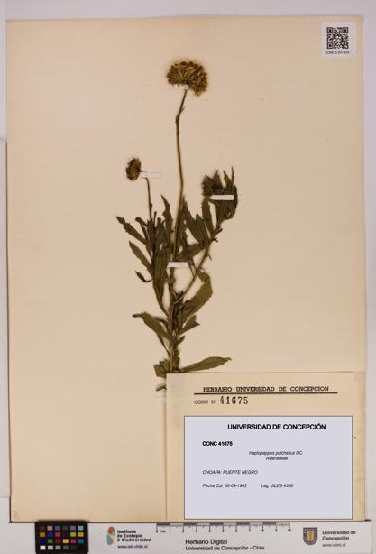Haplopappus pulchellus [Espécimen: UDEC:CONC:0041675]